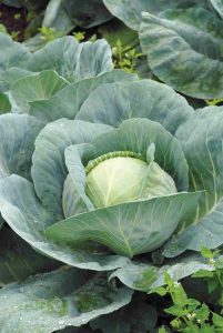 Green cabbage is one of the many vegetables that tolerate partial shade.
